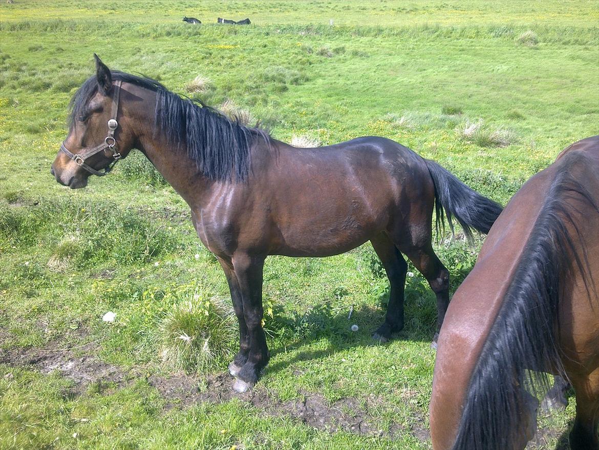 Anden særlig race Ginger (måske) - 3 År billede 20