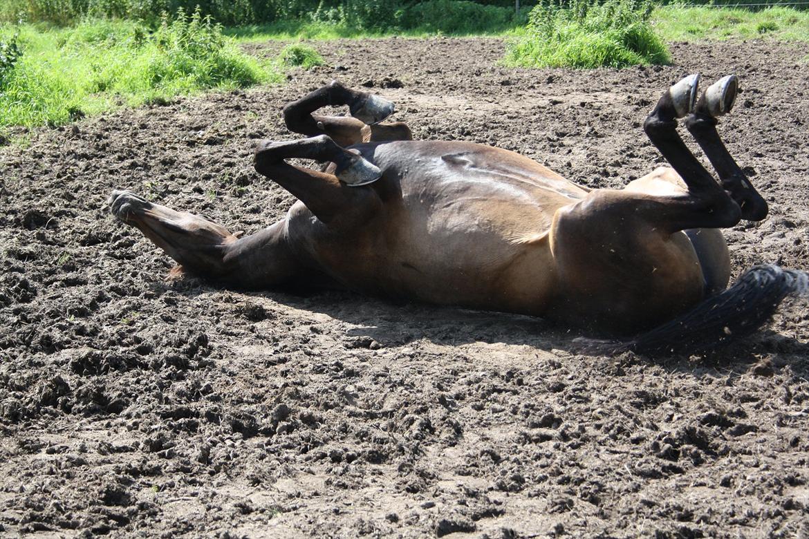 Arabisk fuldblod (OX) Fakashia Suprise billede 8