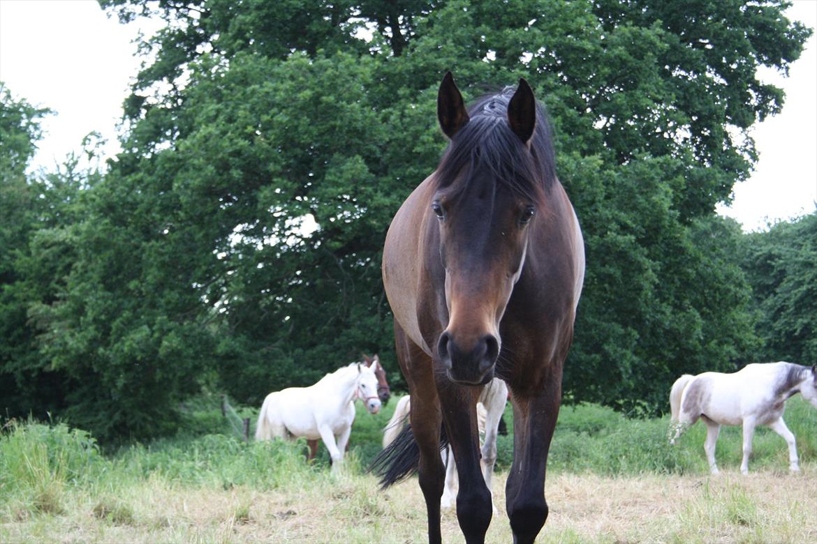 Arabisk fuldblod (OX) Fakashia Suprise billede 9