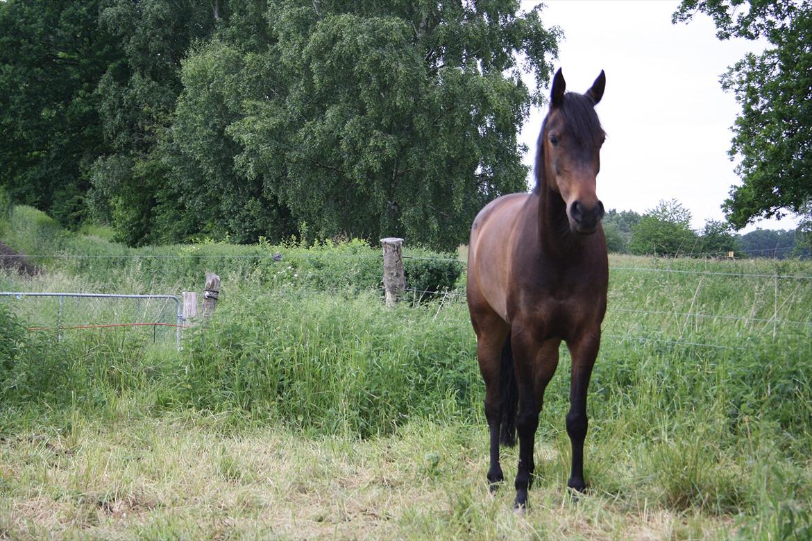 Arabisk fuldblod (OX) Fakashia Suprise billede 10