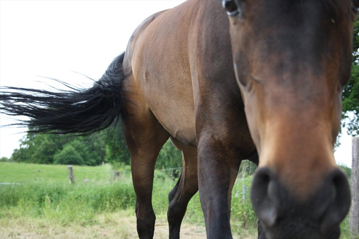 Arabisk fuldblod (OX) Fakashia Suprise billede 11