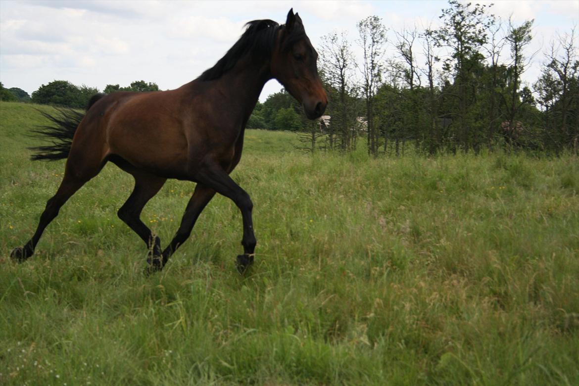 Arabisk fuldblod (OX) Fakashia Suprise billede 13