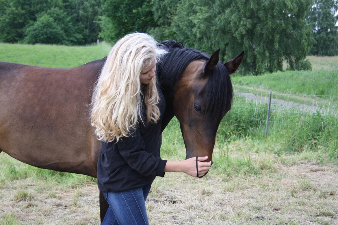 Arabisk fuldblod (OX) Fakashia Suprise billede 15