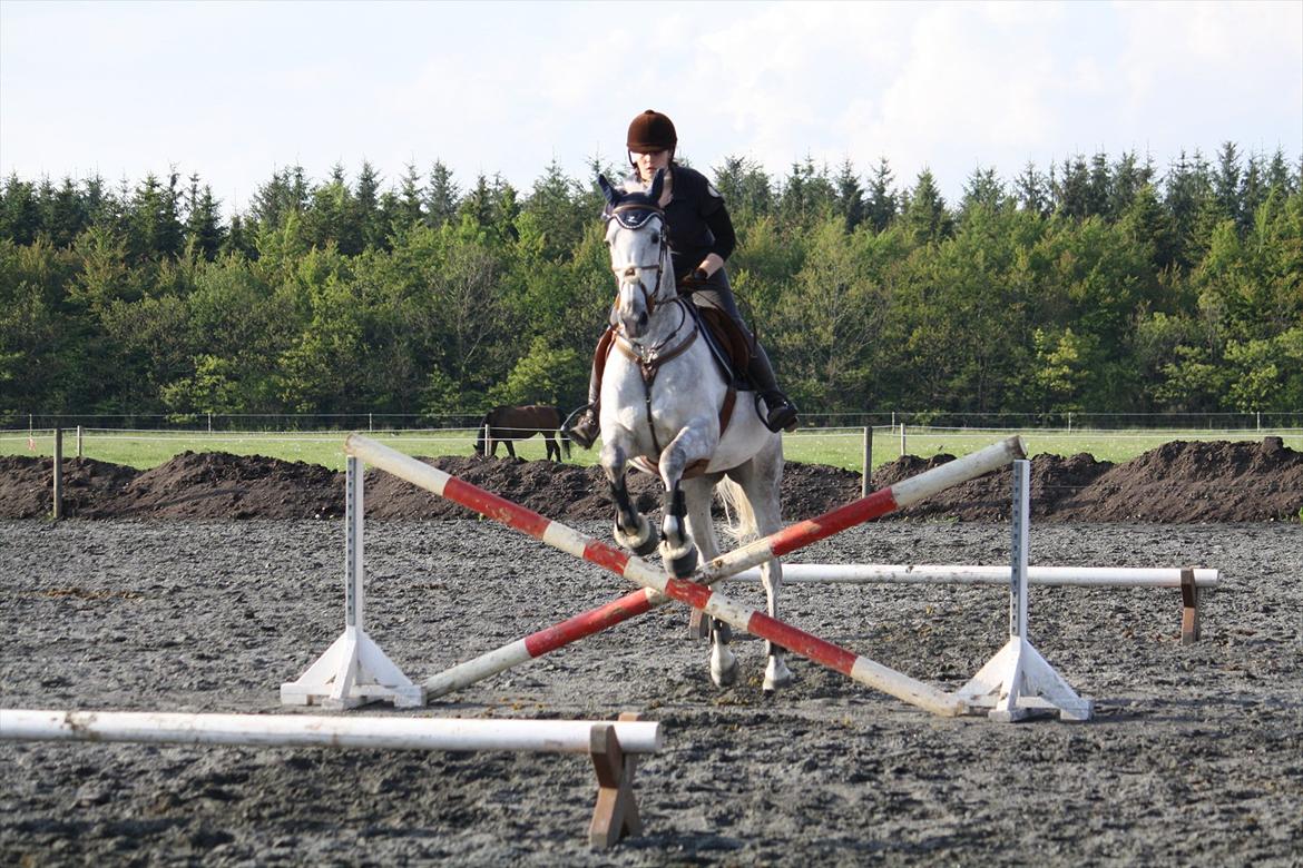 Anden særlig race Sevenhills Tyrone Tigers - Træning på Tronsø :)  billede 17