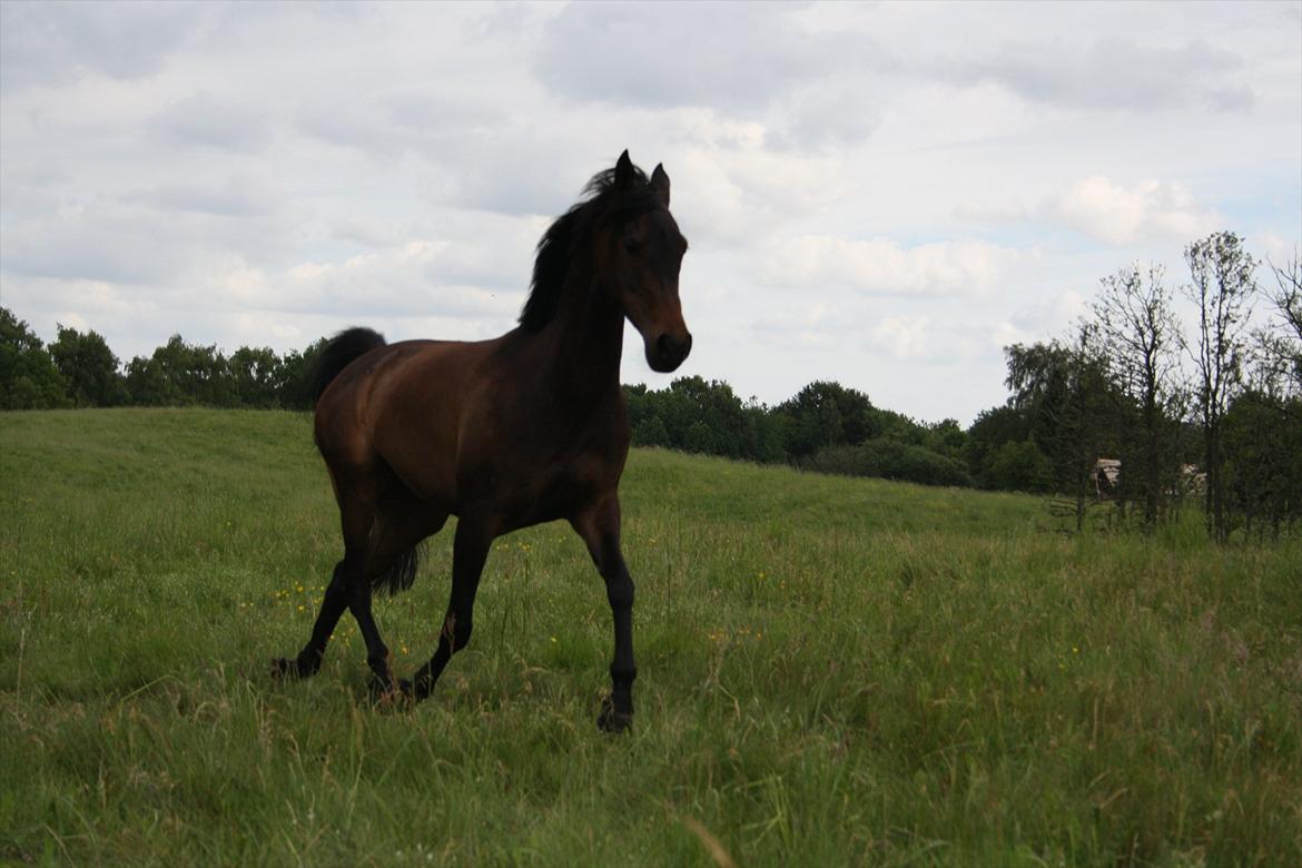 Arabisk fuldblod (OX) Fakashia Suprise billede 16