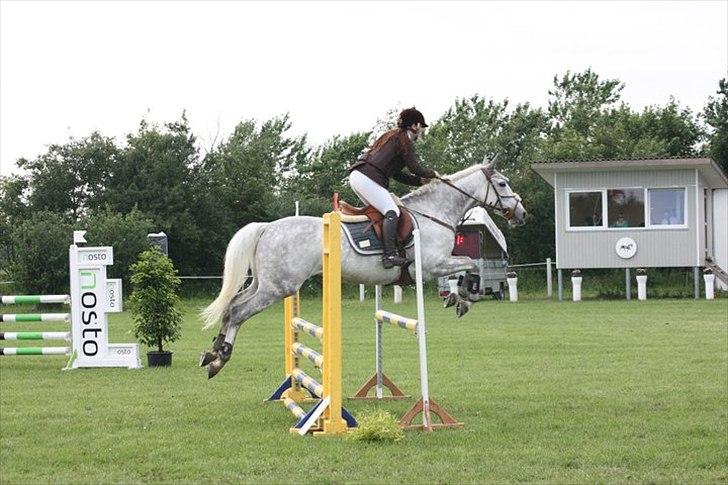 Anden særlig race Sevenhills Tyrone Tigers - Stævne i Kongeå d.8 juli - Lb** - 1 plads billede 4