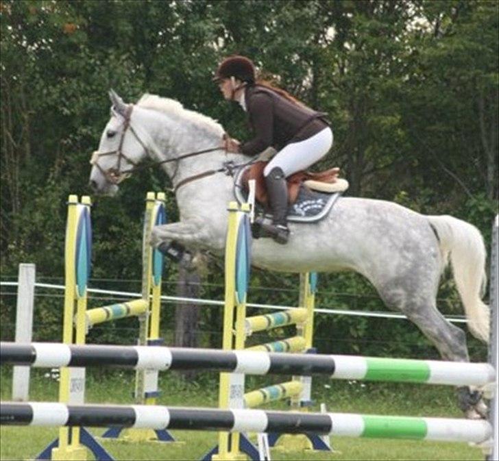 Anden særlig race Sevenhills Tyrone Tigers - Stævne i Kongeå d.8 juli - Lb**  billede 6