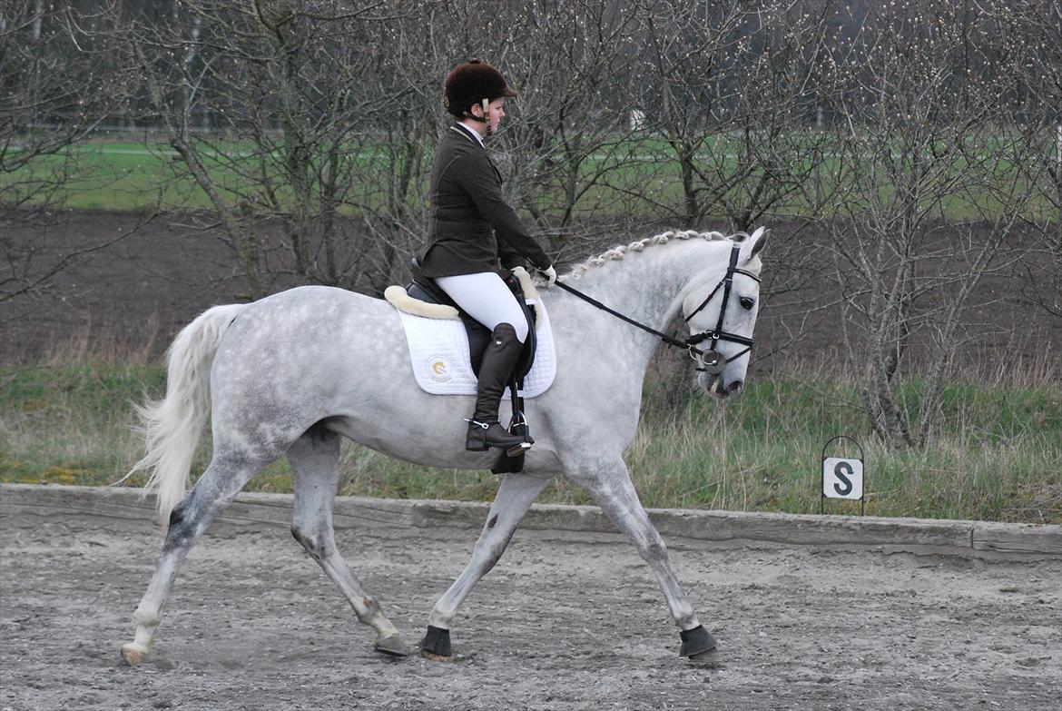 Anden særlig race Sevenhills Tyrone Tigers - Dressurstævne d.6 april :D haha . 
Det er endten Lc1 eller Lc2 ..  billede 15