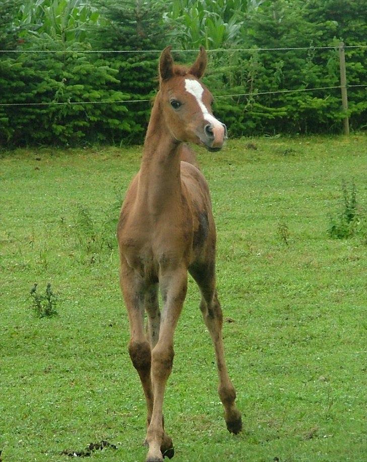 Arabisk fuldblod (OX) HM Nazeemah - juli 2011 billede 17