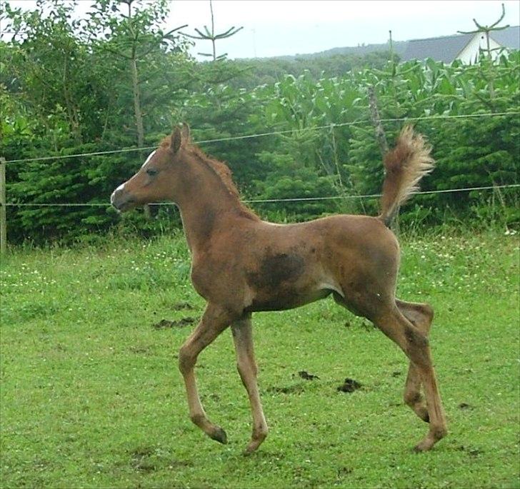 Arabisk fuldblod (OX) HM Nazeemah - juli 2011 billede 18