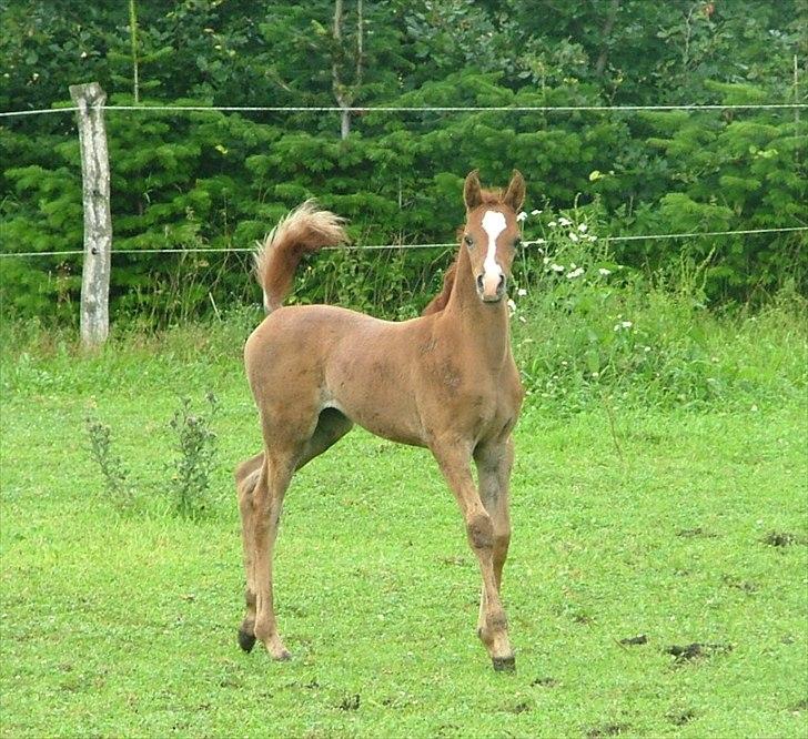 Arabisk fuldblod (OX) HM Nazeemah - juli 2011 billede 19