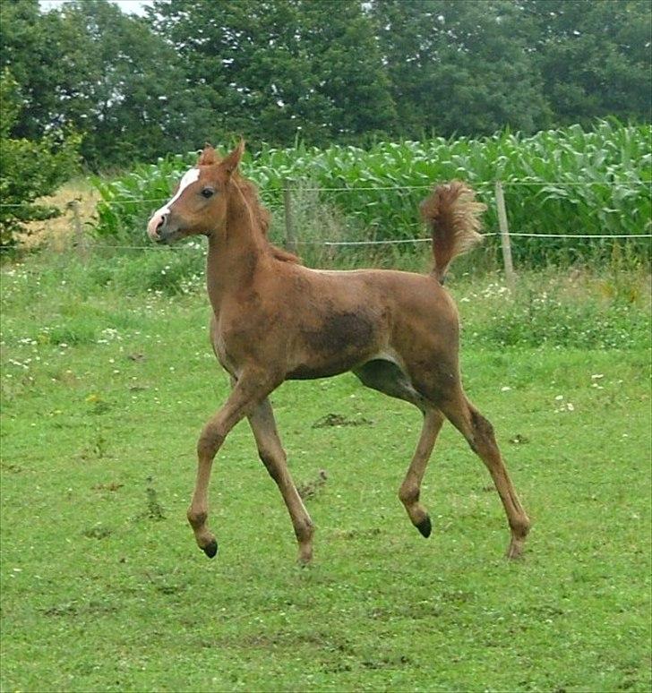 Arabisk fuldblod (OX) HM Nazeemah - juli 2011 billede 20