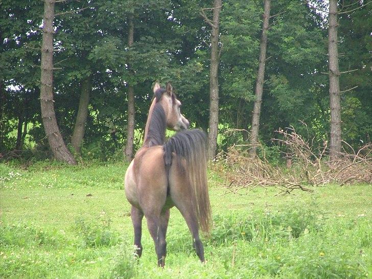 Arabisk fuldblod (OX) Chamiliuz - juli 2011 billede 13