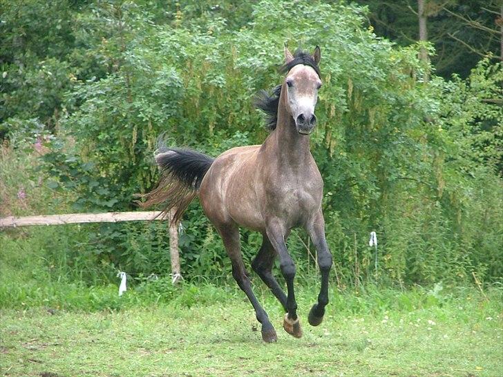 Arabisk fuldblod (OX) Chamiliuz - juli 2011 billede 15