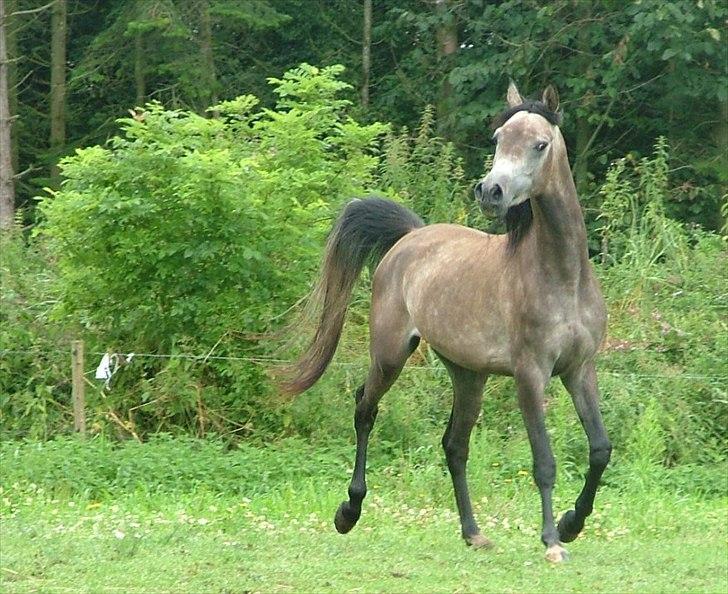 Arabisk fuldblod (OX) Chamiliuz - juli 2011 billede 16