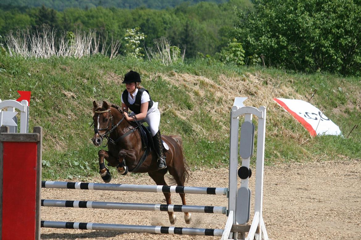 Anden særlig race Donjuan Solgt:/ - 11.Stævne åbenraa i en lb** men faldt desværre af på sidste spring!<3 billede 11