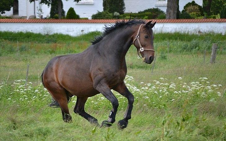 Oldenborg Prins Hamlet 387 † R.I.P † - ØSR, Vildhesten Prins:-) © Foto: Lillesøster  billede 2