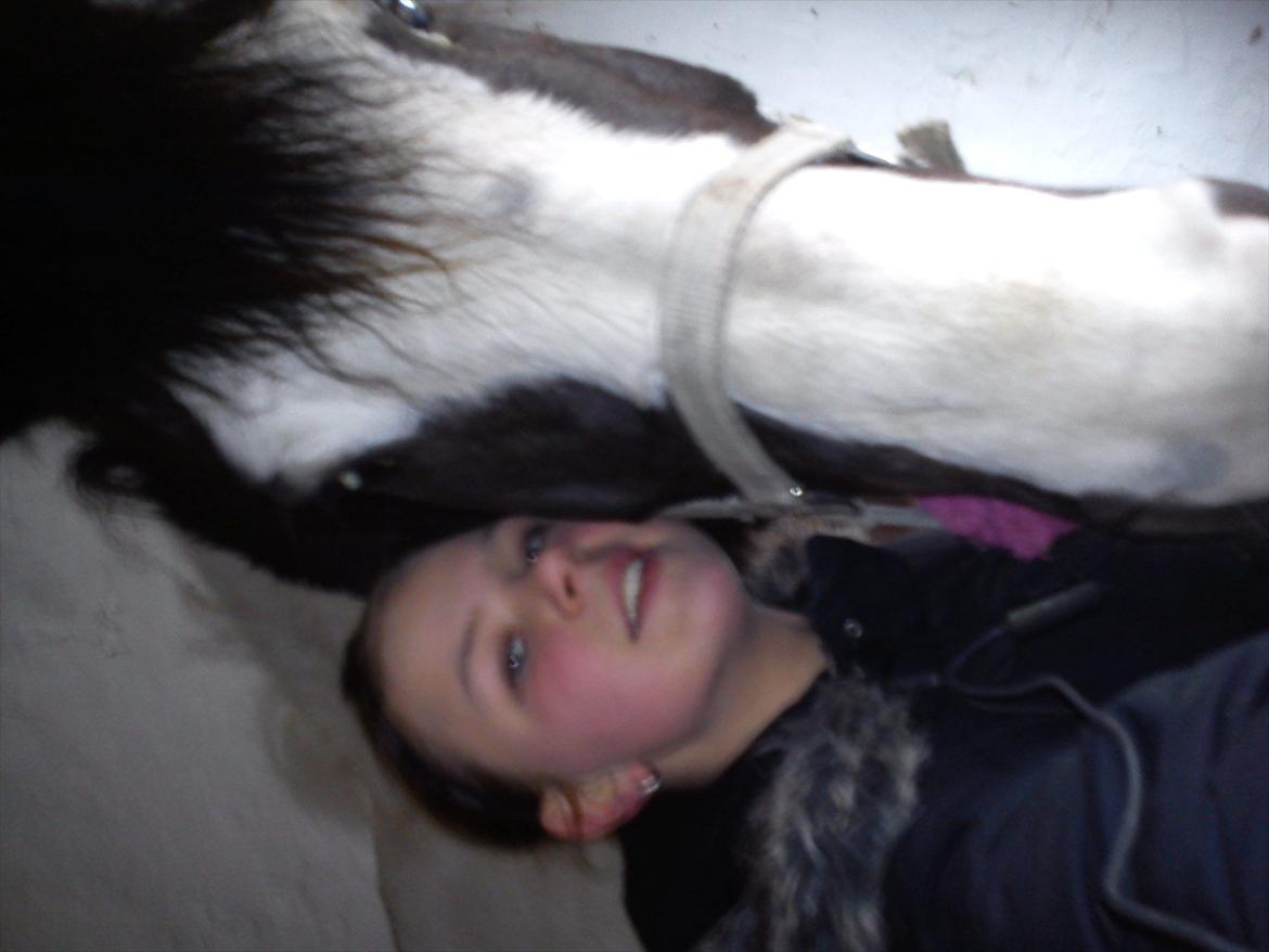 Anden særlig race laban/panda billede 15