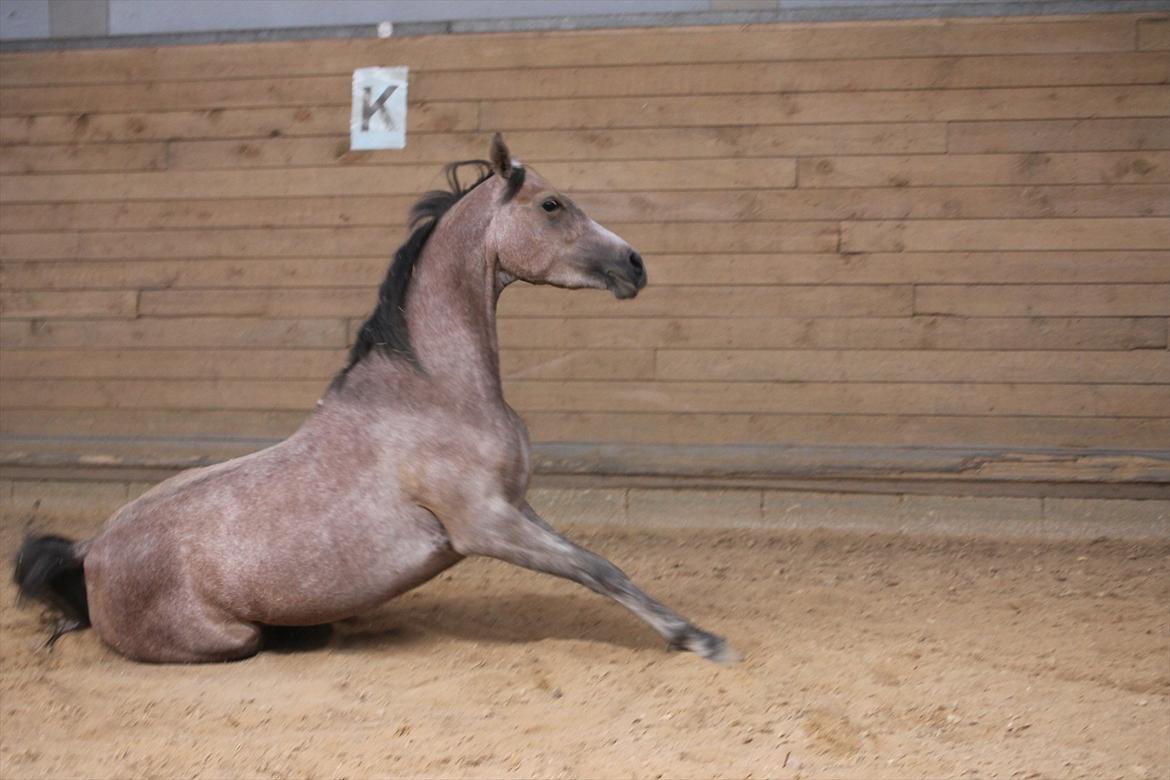 Arabisk fuldblod (OX) Cadar Kamil Mi Corazon - "Lidt cirkushest har man vel lov at være..ik?" billede 15