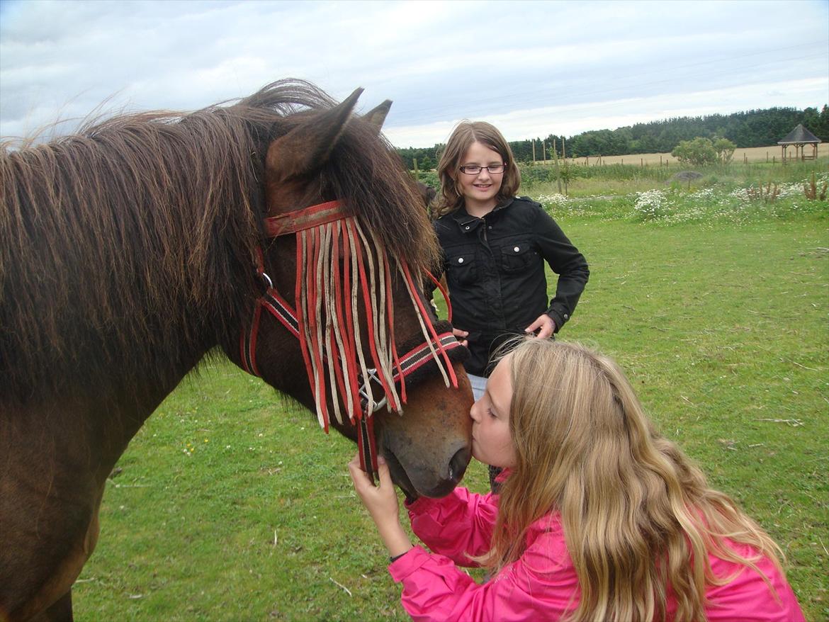 Islænder Leistur fra bakkakoti  - NÅRHH MIN SØSTER OG HENDES HEST :) NYT billede 9