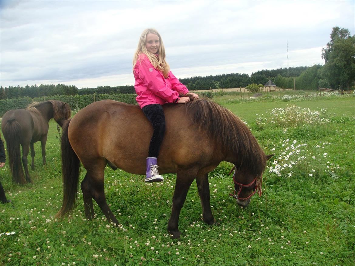 Islænder Leistur fra bakkakoti  - STOLT EJER AF HENDES SKØNNE HEST :) NYT billede 10