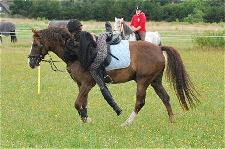 Anden særlig race Irish Image (Uno)  SOLGT:'-( billede 13