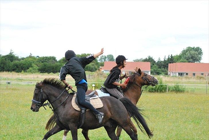 Anden særlig race Irish Image (Uno)  SOLGT:'-( billede 14
