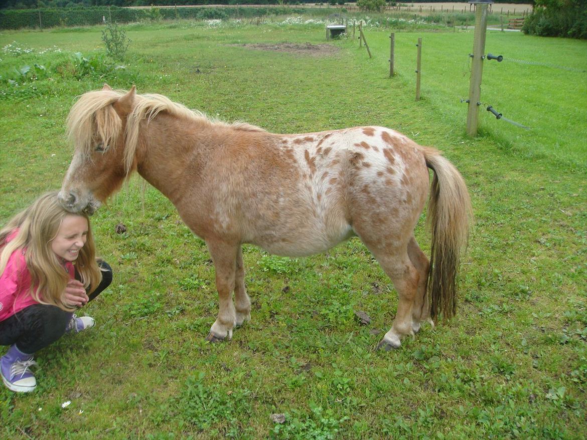 Miniature Thunder  - lille frækkert bare rolig han bider hende ikke det ligner det bare :) nyt billede 8