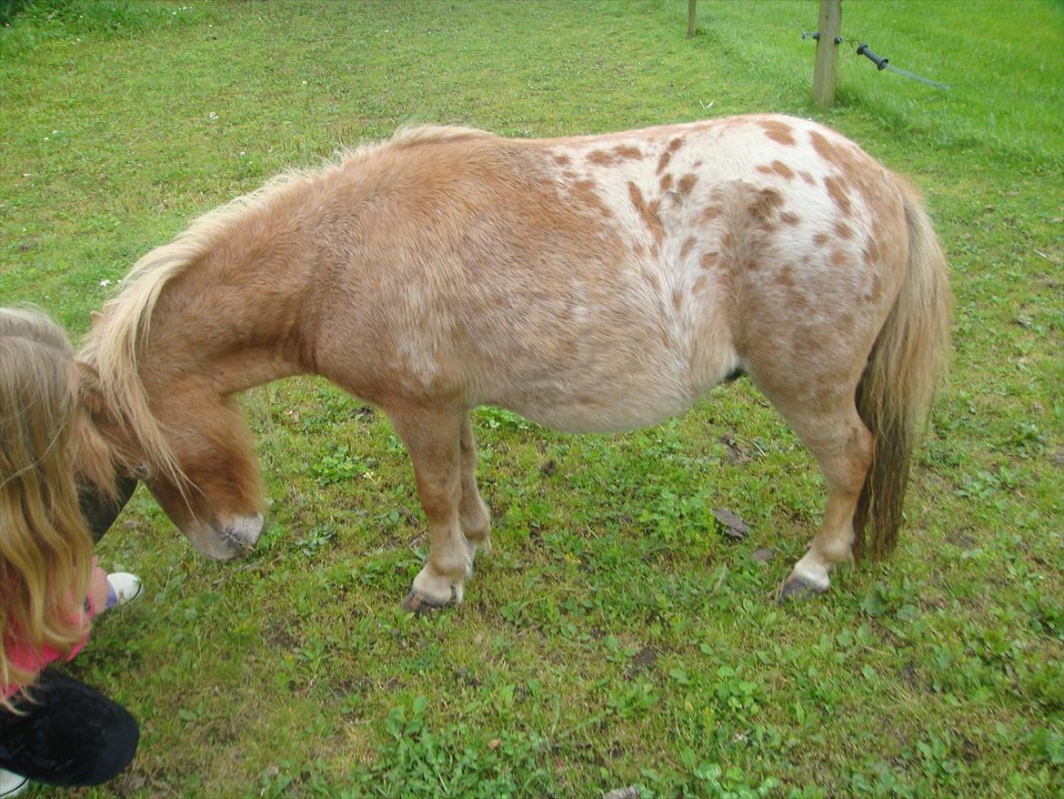 Miniature Thunder  - bruger lige julie s ben at klø mit hovede på :) billede 9