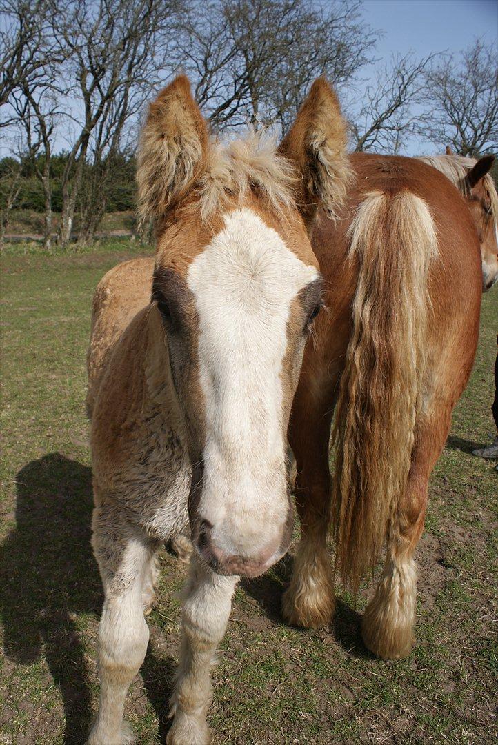 Jyde mikkel (avl) billede 8