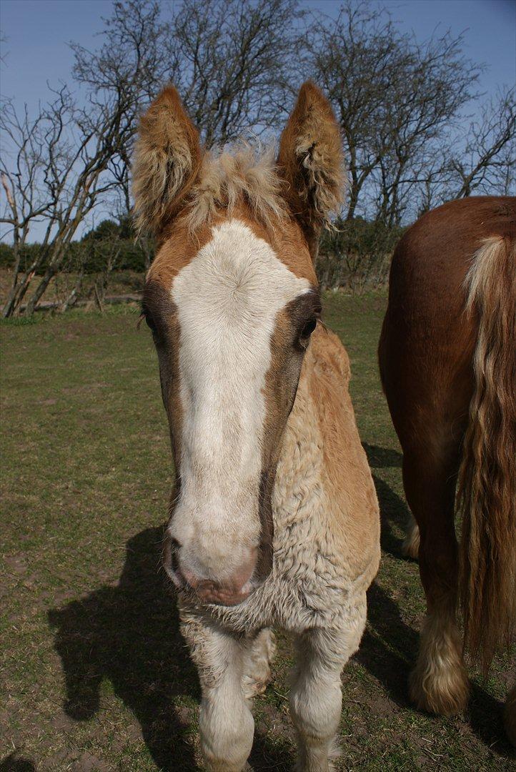 Jyde mikkel (avl) billede 9