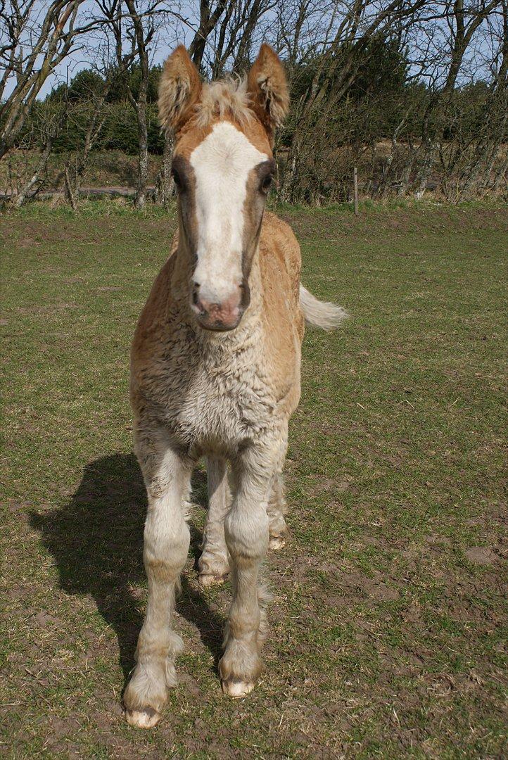 Jyde mikkel (avl) billede 10