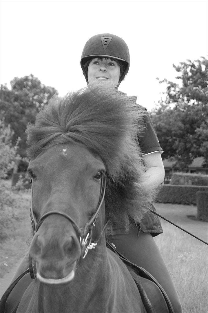 Islænder Svadilfari fra Godrumgård (solgt) billede 2