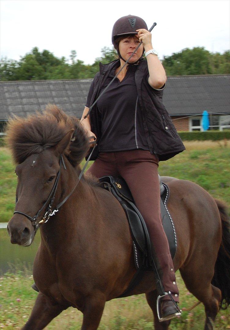 Islænder Svadilfari fra Godrumgård (solgt) billede 18