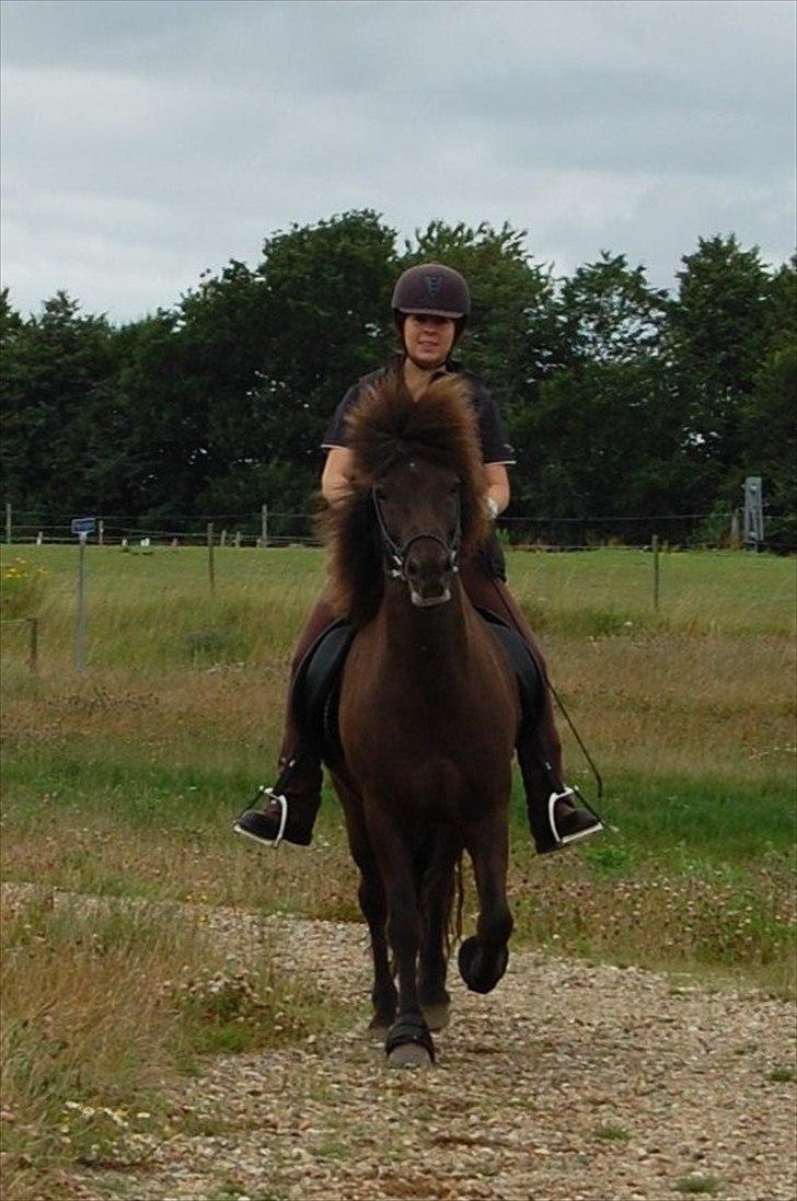 Islænder Svadilfari fra Godrumgård (solgt) billede 19