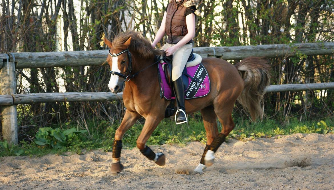 Tysk Sportspony Sultan <3  Solgt :'( billede 18