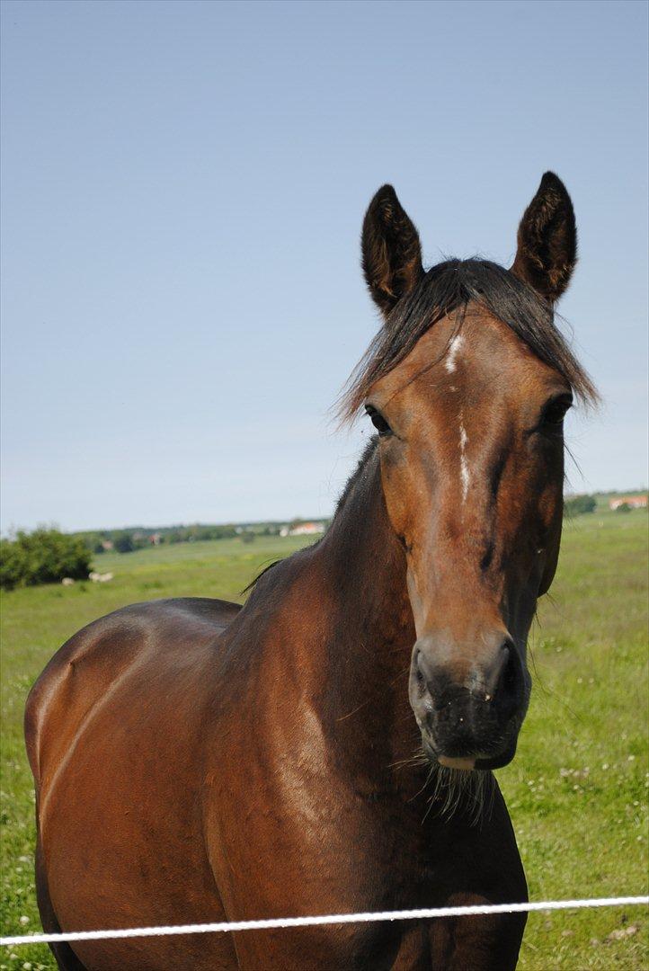 Anden særlig race Lundgaards Bacardi  - Taget af Dorte Jensen/Grønvang billede 13