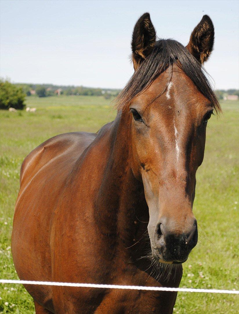 Anden særlig race Lundgaards Bacardi  - Taget af Dorte Jensen/Grønvang billede 1
