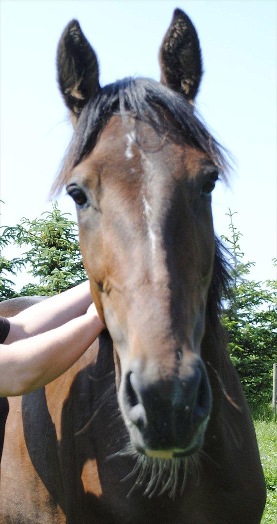Anden særlig race Lundgaards Bacardi  - Taget af Dorte Jensen/Grønvang billede 14