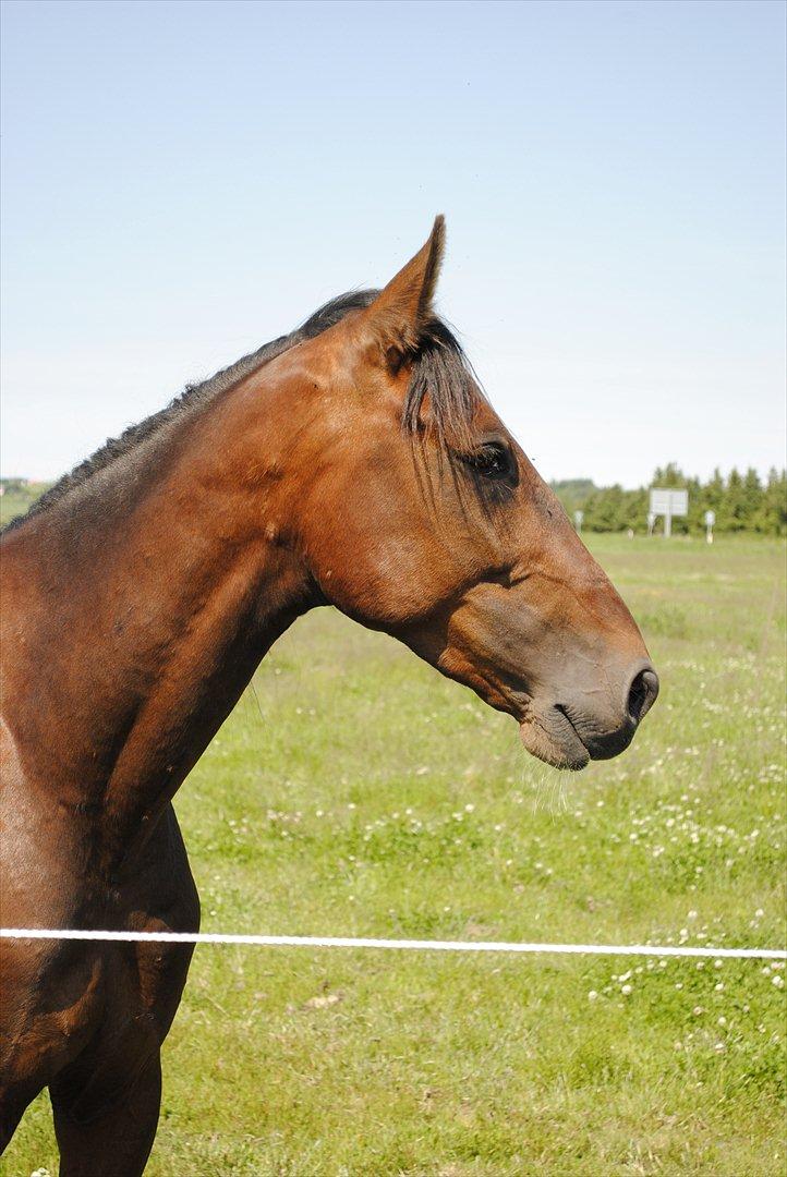 Anden særlig race Lundgaards Bacardi  - Taget af Dorte Jensen/Grønvang billede 15