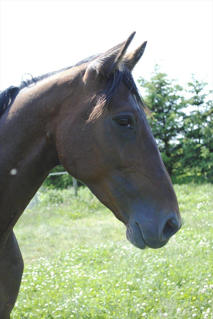 Anden særlig race Lundgaards Bacardi  - Taget af Dorte Jensen/Grønvang billede 16