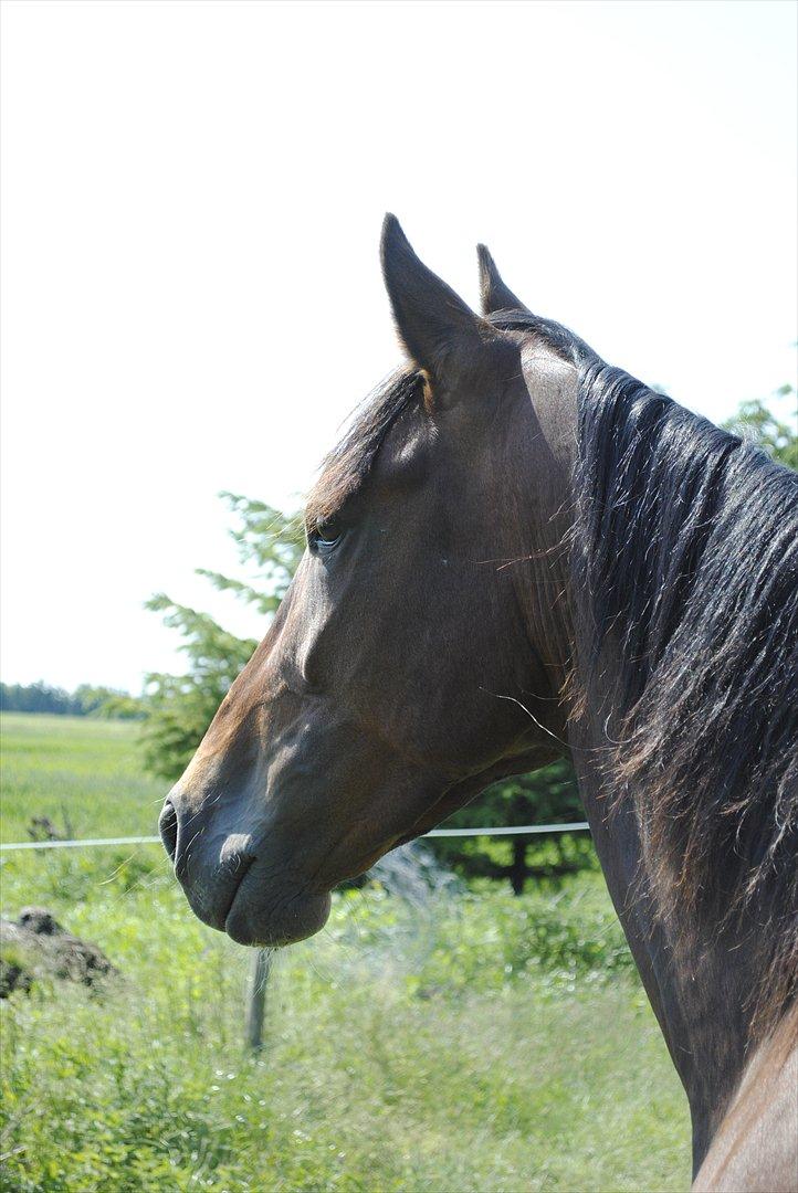 Anden særlig race Lundgaards Bacardi  - Taget af Dorte Jensen/Grønvang billede 17