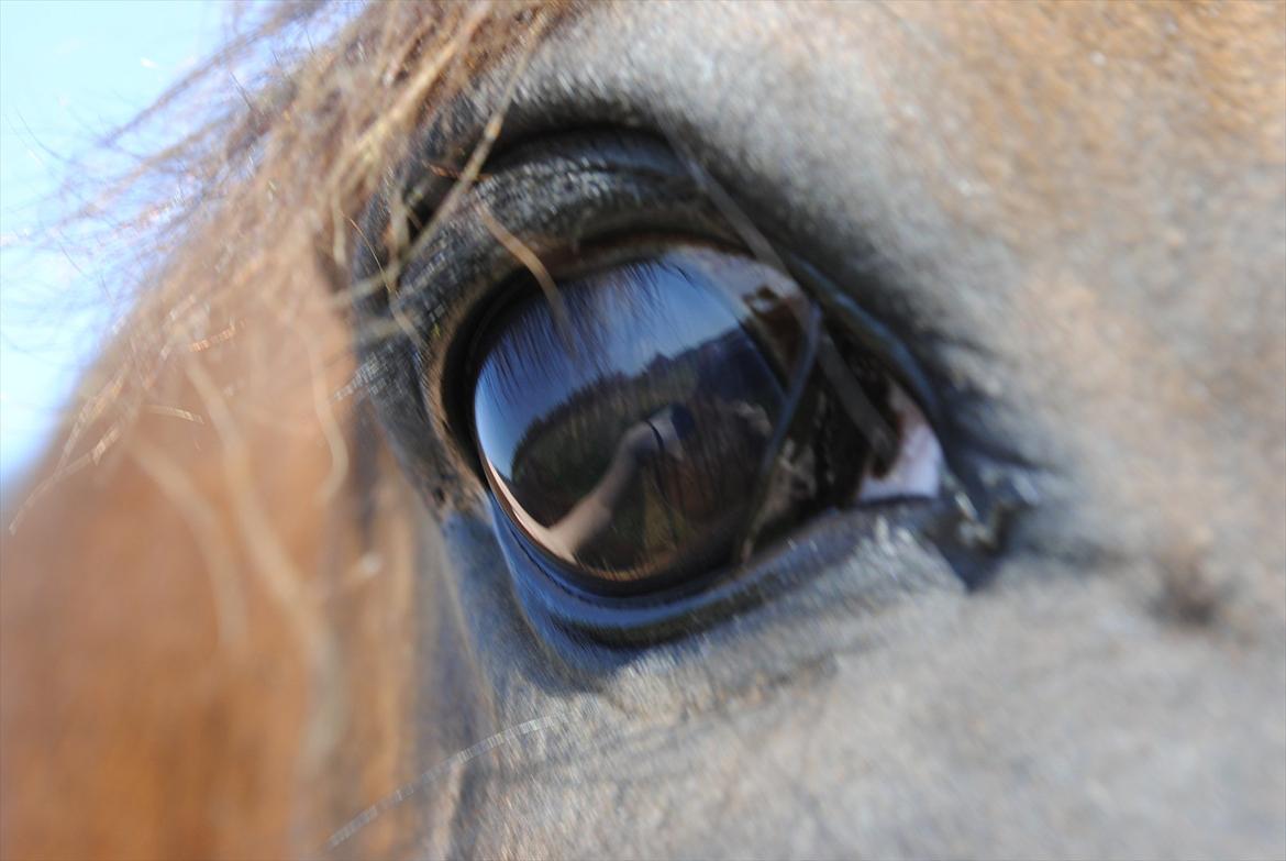 Anden særlig race Lundgaards Bacardi  - Taget af Dorte Jensen/Grønvang billede 18