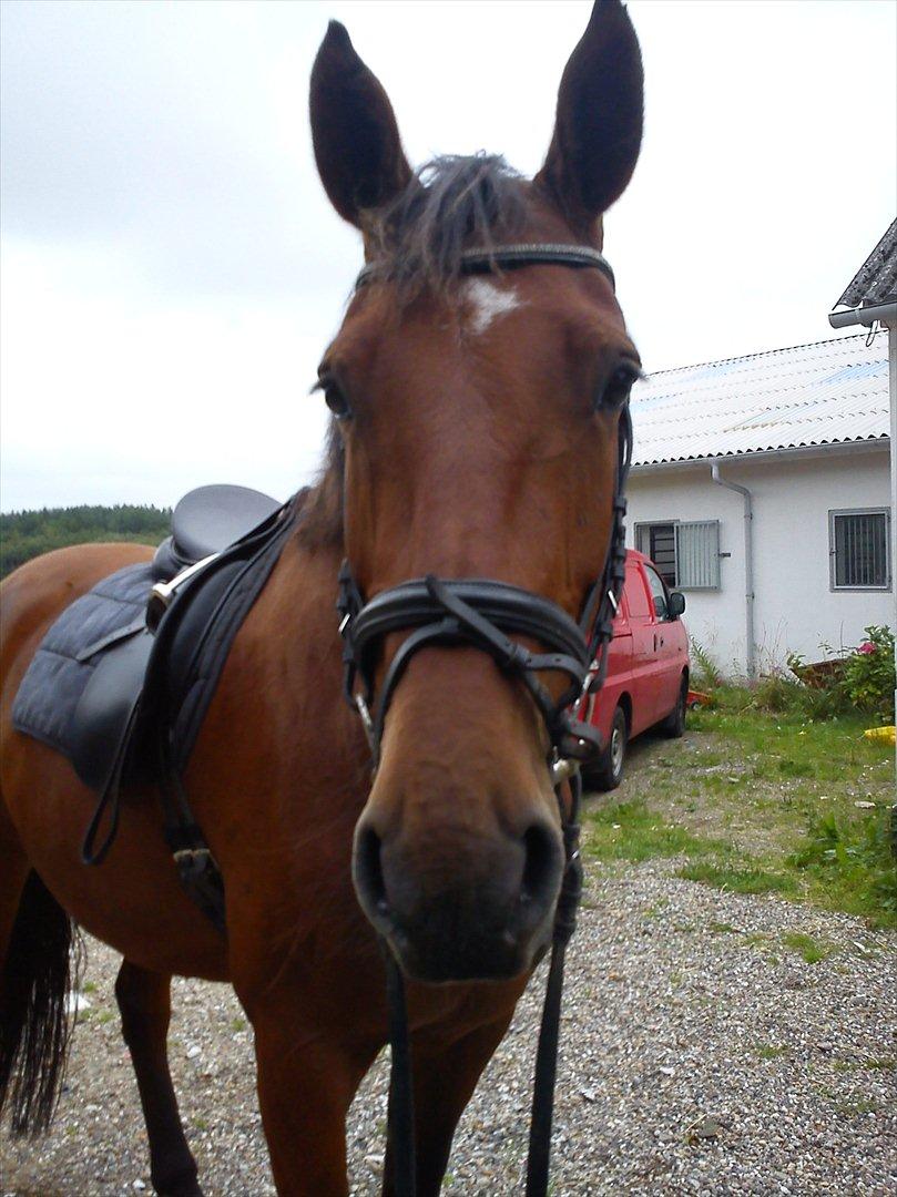 Anden særlig race Comet!<3. har redet!. billede 2