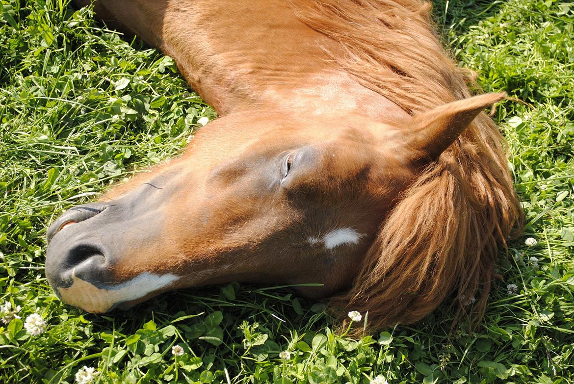 Anden særlig race Lundgaards Jolly Jumper - Foto: Dorte Jensen/Grønvang billede 6