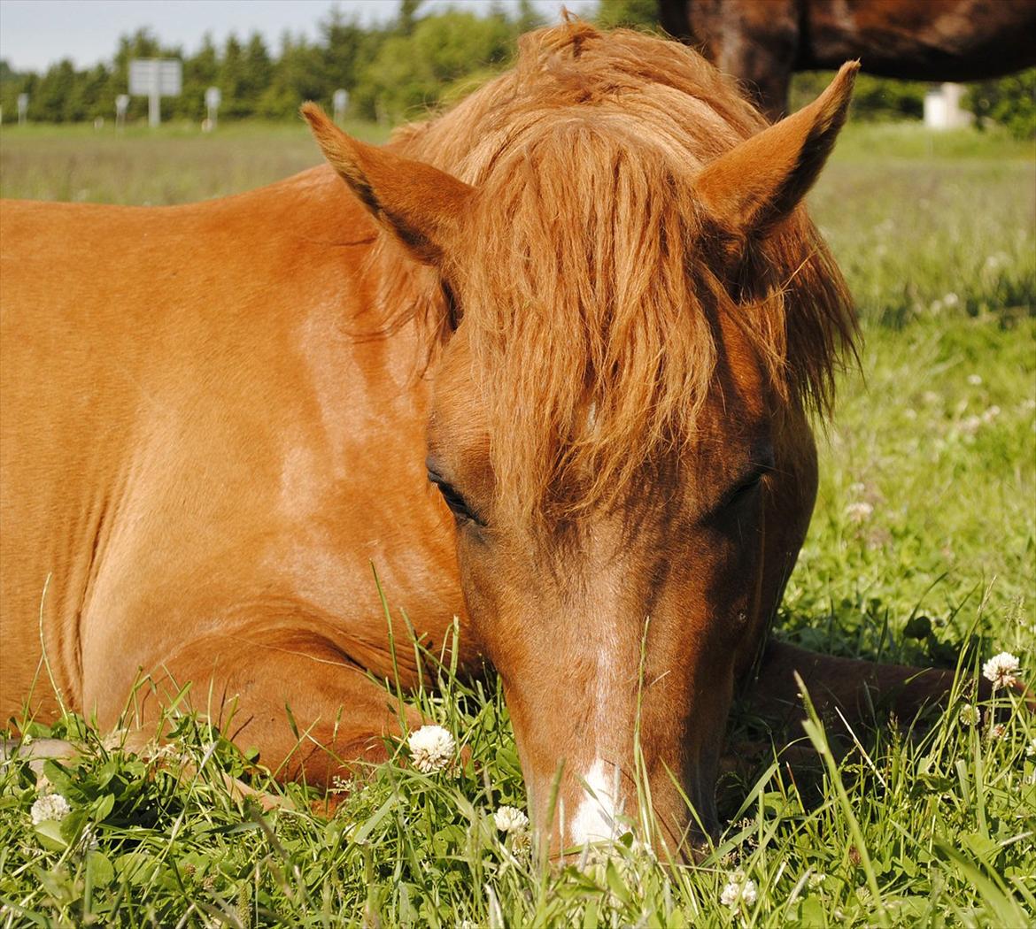 Anden særlig race Lundgaards Jolly Jumper - Foto: Dorte Jensen/Grønvang billede 7