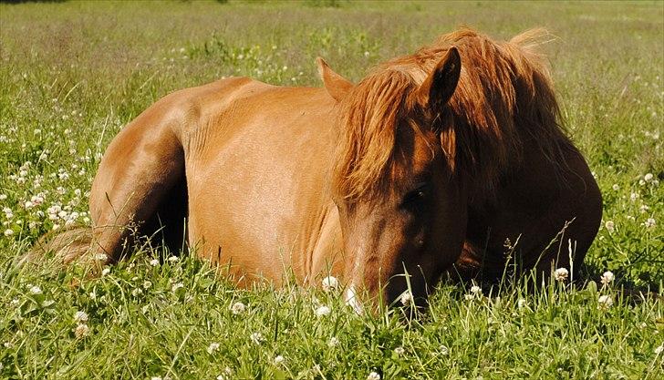 Anden særlig race Lundgaards Jolly Jumper - Foto: Dorte Jensen/Grønvang billede 1