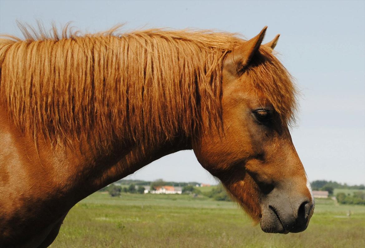 Anden særlig race Lundgaards Jolly Jumper - Foto: Dorte Jensen/Grønvang billede 8