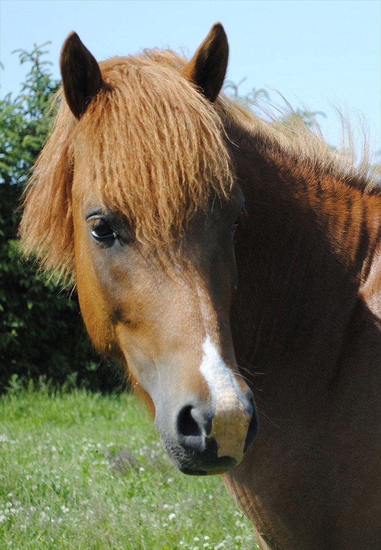 Anden særlig race Lundgaards Jolly Jumper - Foto: Dorte Jensen/Grønvang billede 9