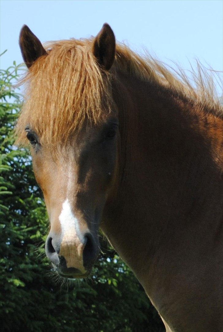 Anden særlig race Lundgaards Jolly Jumper - Foto: Dorte Jensen/Grønvang billede 10